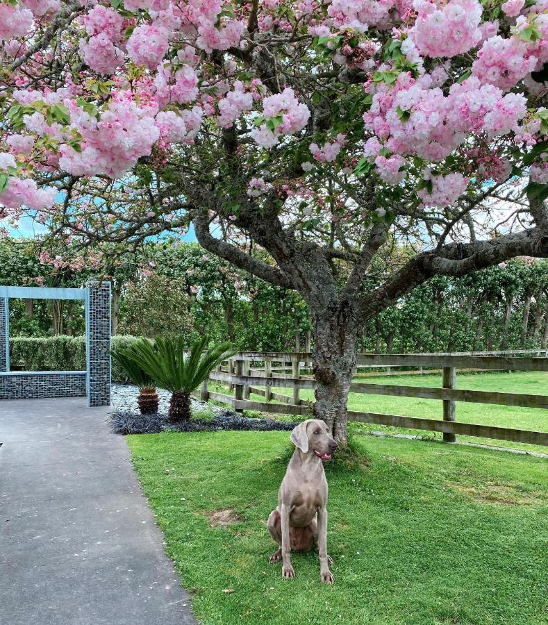 Unique Equestrian Lifestyle Bed & Breakfast Tamahere Bagian luar foto